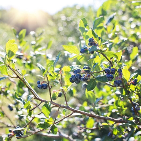 Borówka amerykańska Herbert w doniczce