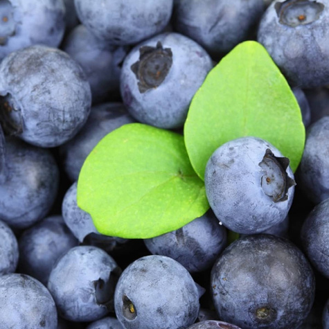 Borówka amerykańska Patriot