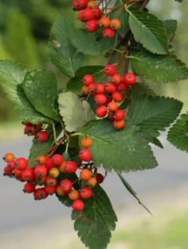 Jarząb szwedzki Jadalny Owoce Plant Pack
