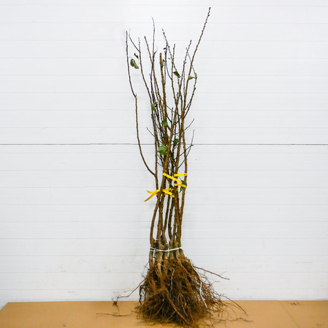 Morela Krasen Kijewski START PACK