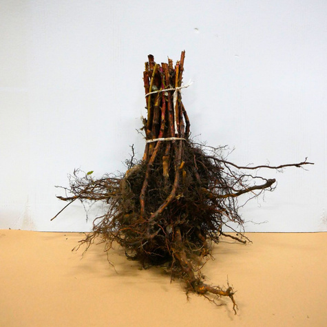 Malina powtarzająca owocowanie START PACK