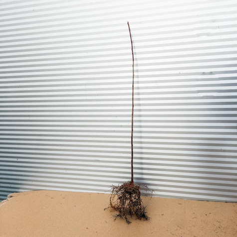 Kruszyna Miododajna Plant Pack