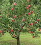 Jabłoń typu Dark Rubin START PACK