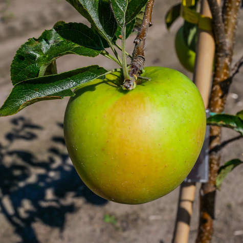 Jabłoń Golden Dream START PACK