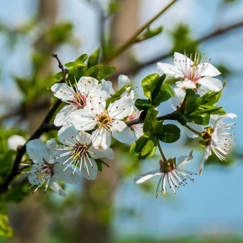 Śliwa tarnina na żywopłot Plant Pack