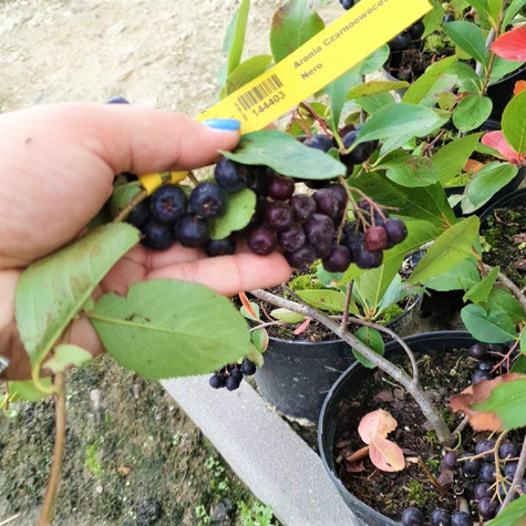 Aronia Czarnoowocowa Nero (C2)