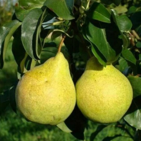 Grusza Lipcówka START PACK