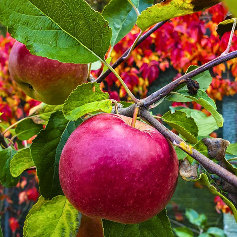 Jabłoń Arive parchoodporna Plant Pack 