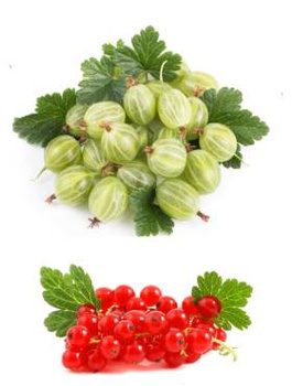 Duo agrest biały i porzeczka biała na pniu w balocie