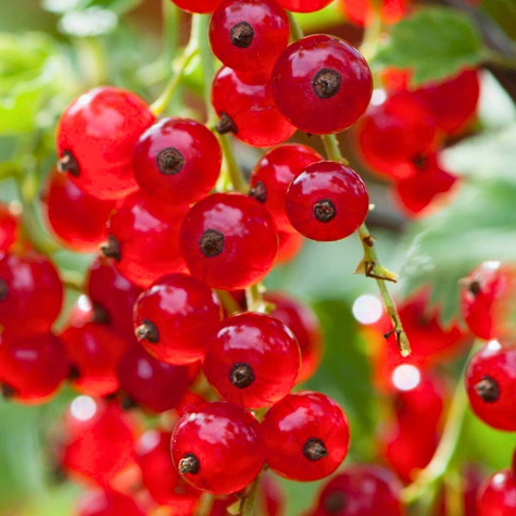 Porzeczka czerwona Rolan START PACK