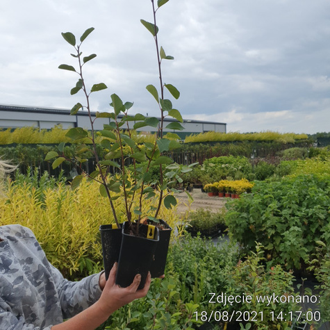 Świdośliwa Blue Moon