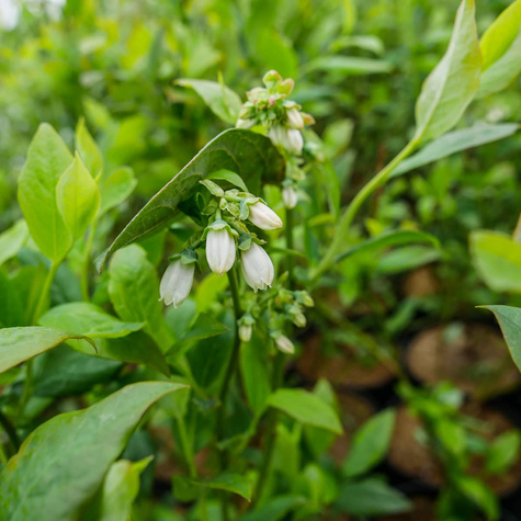 Borówka amerykańska DUKE wczesna (C2)