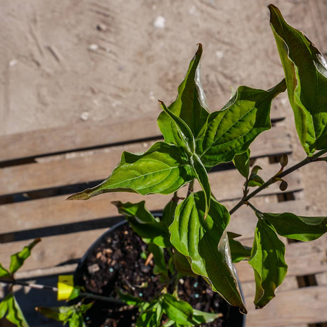 Dereń jadalny Golden Glory