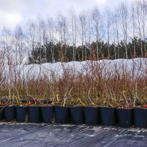 Borówka amerykańska Lateblue późna