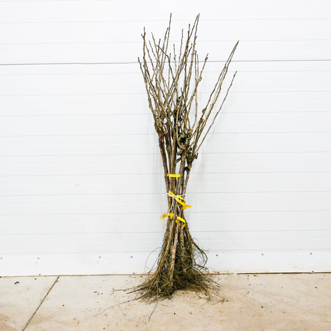 Porzeczka biała Weisse Versailer na pniu w balocie