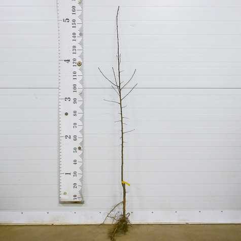 Brzoskwinia Harnaś START PACK