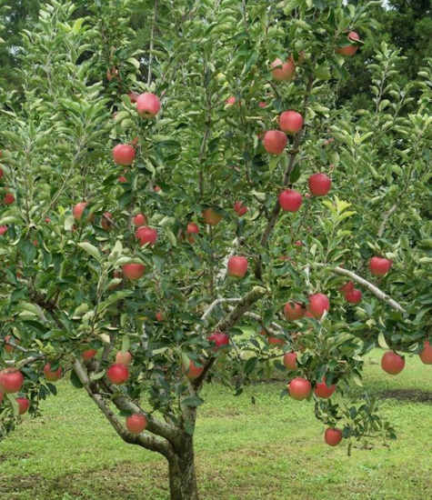 Jabłoń Lired START PACK