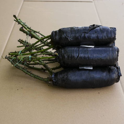 Róża wielkokwiatowa Charming Piano jasno różowa balot