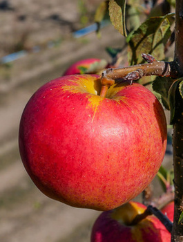 Jabłoń Gala Brook Field Bukfeld