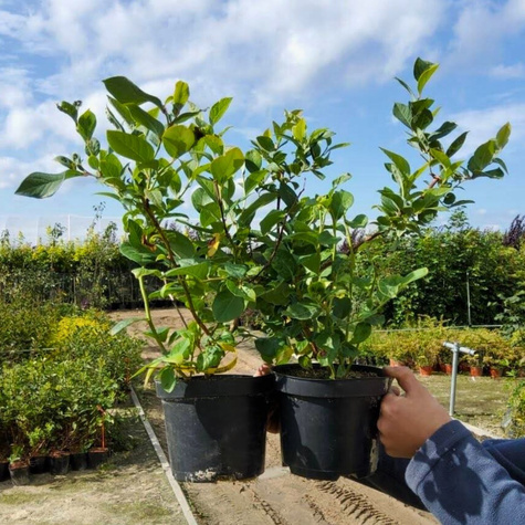 Borówka amerykańska Lateblue późna