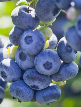 Borówka amerykańska niska Chippewa (C2)