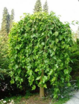 Morwa Czarna Pendula szczepiona na pniu