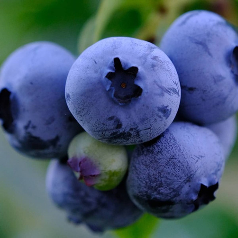 Borówka amerykańska TORO średniowczesna (C2)