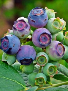 Borówka amerykańska Rubel w doniczce C2