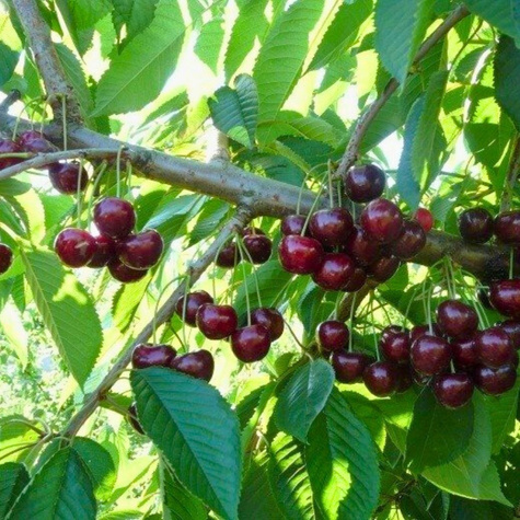 Czereśnia Horka owoce świetnej jakości Plant Pack