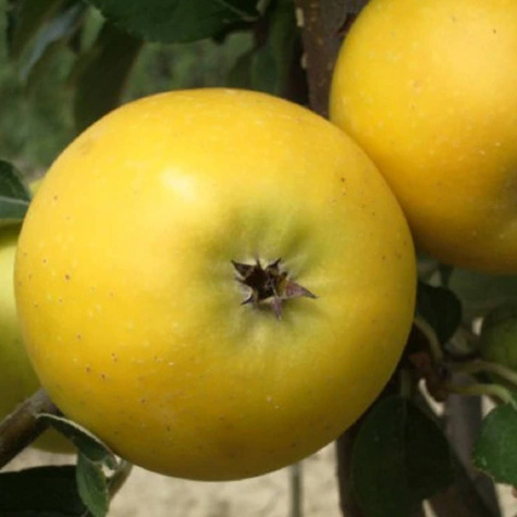 Jabłoń Ananas Berżenicki w doniczce