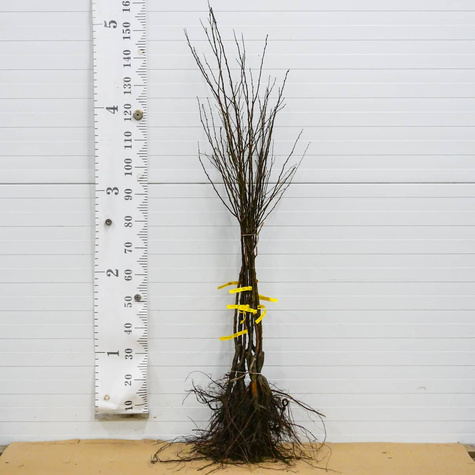 Morela Aramis Shamade