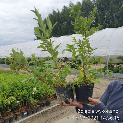 Borówka amerykańska Hardy Blue średniowczesna (C2)