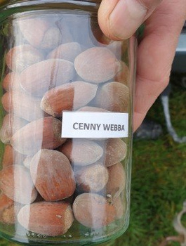 Orzech laskowy Leszczyna Webba Cenny DUŻE OWOCE START PACK