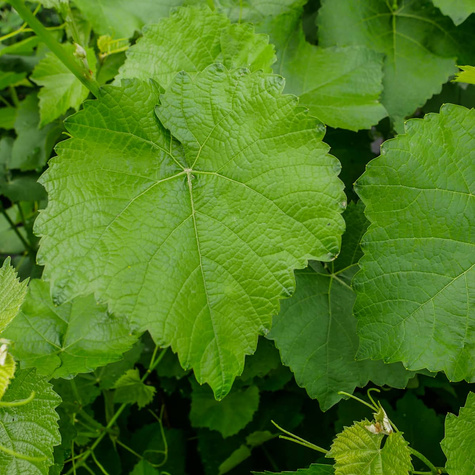 Winorośl winogrona Cayuga White