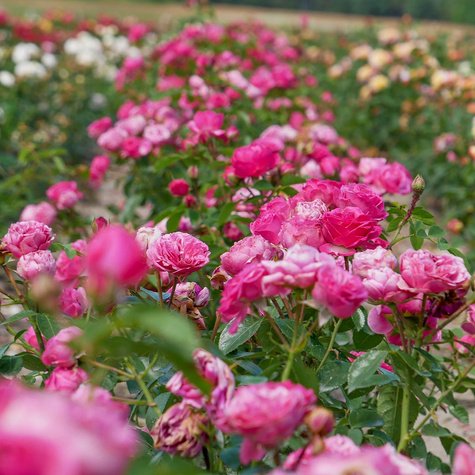 Róża rabatowa Magic Rokoko różowa balot