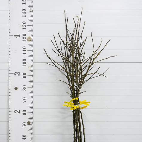 Jabłoń Jonagored START PACK