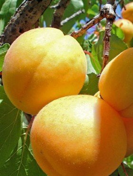 Morela Velita START PACK