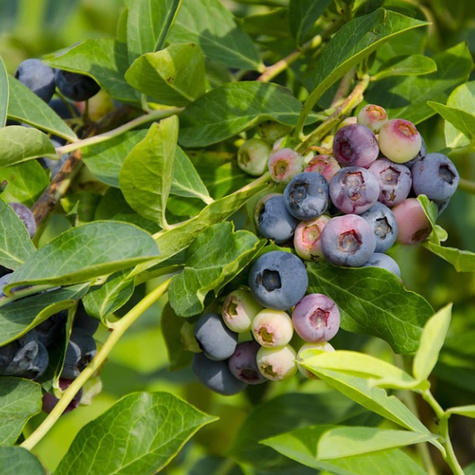 Borówka amerykańska DUKE wczesna (C2)