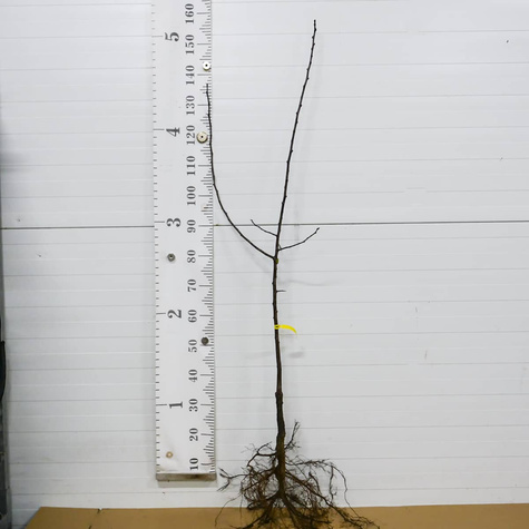 Śliwa Presenta Plant Pack