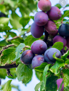 Mini Śliwko-morela Śliwomorela w doniczce