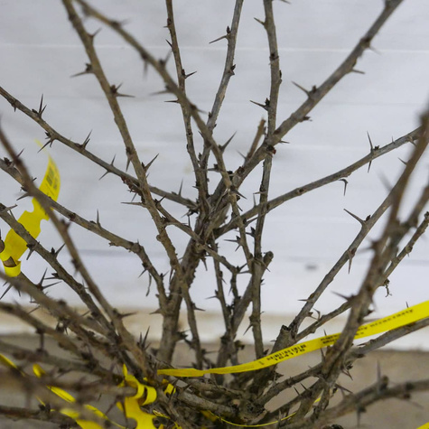 Agrest biały Mucurines START PACK