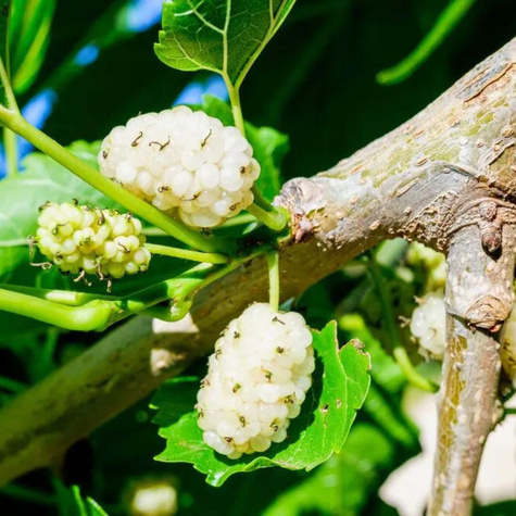 Morwa biała Plant Pack