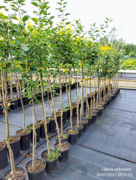 Jabłoń Sztetyna czerwona w doniczce