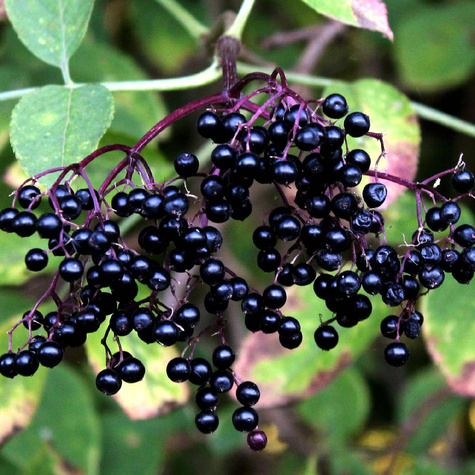 Zestaw Żywopłot Na Przetwory Plant Pack