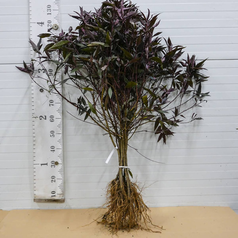 Brzoskwinia czerwonolistna Rubia START PACK