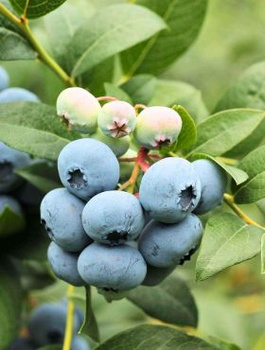 Borówka amerykańska DUKE wczesna (C2)