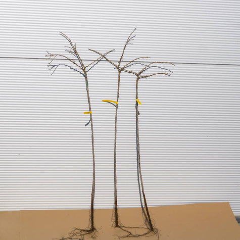 Agrest czerwony Rokula na pniu START PACK