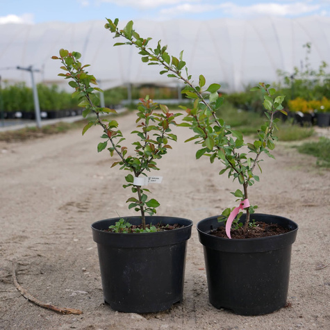 Pigwowiec pośredni Pink Queen w doniczce C2