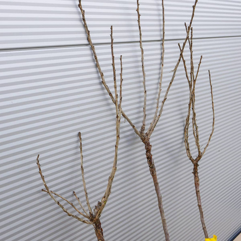 Porzeczka biała na pniu w balocie