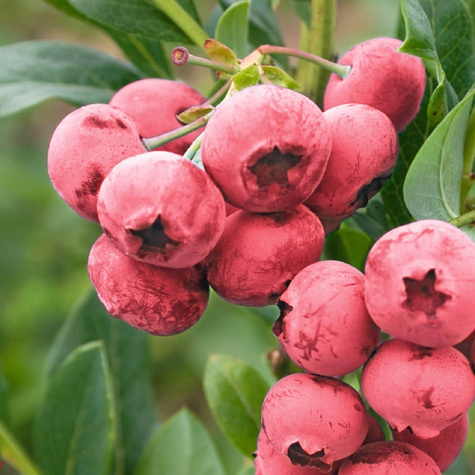 Borówka amerykańska Pink Lemonade karłowa na balkon